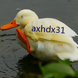 axhdx31