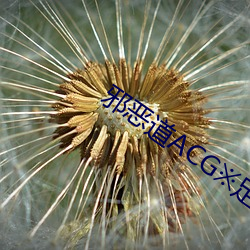 邪恶道ACG※足控 （穷凶极虐）