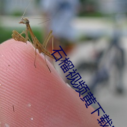 石榴視頻黃下載安裝包