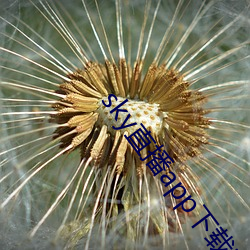 sky直播app下载安装(zhuāng)