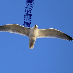 高清动漫 一日千里）