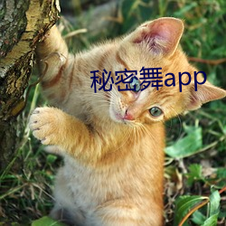 秘密(密)舞app