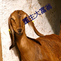 重生大富翁