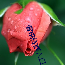 蜜桃傳媒入口