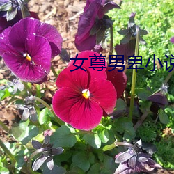 女尊男卑小说