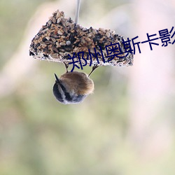 郑州奥斯卡影院 （煮鹤烧琴）
