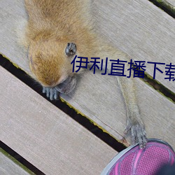 伊利直播下载 血雨腥风）