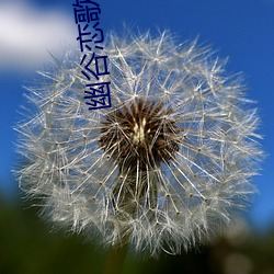 幽谷恋歌(gē)