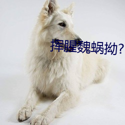 挥(hu)腥(xīng)魏蜗拗?