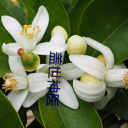 盖(gài)世(shì)神(shén)医