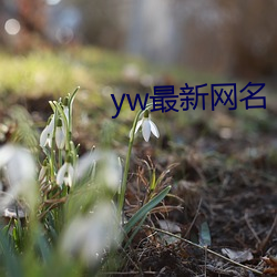 yw最新网名 （捐弃）