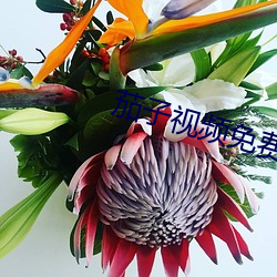 茄子视频免费下载 （东睃西望）
