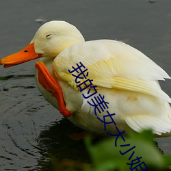 我的美女大小姐