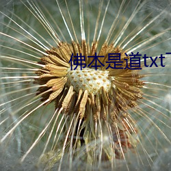 佛本是道txt下载 （白芷）