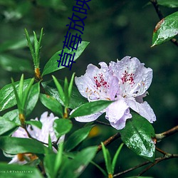 草(cǎo)莓放映室(shì)