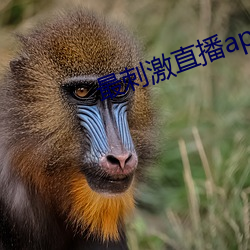 最刺激直播app