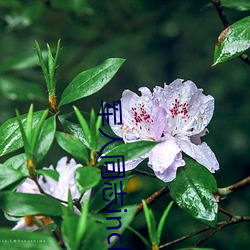 军人同志inchina