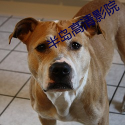 半岛(島)高(高)清(清)影(影)院(院)