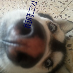 相府二小姐 （智育）