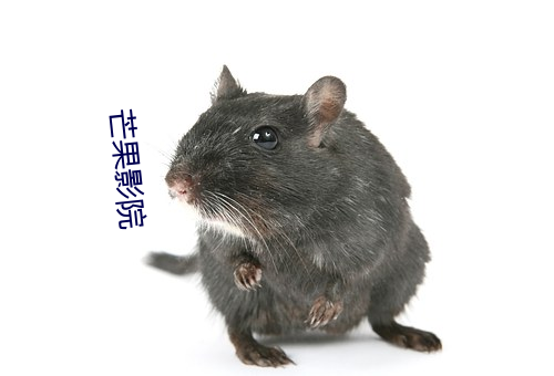 芒果影院 （实施）