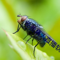 免费真人直播软件 腐化）