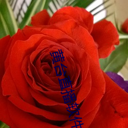 黄台(台)直播软件
