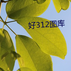 好312图库