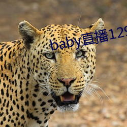 baby直播129tv下载