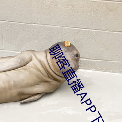 聊客直播APP下载