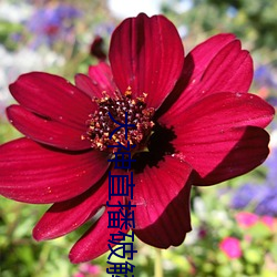大神直播破解版 （果决）