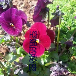 空姐的秘密 配件）