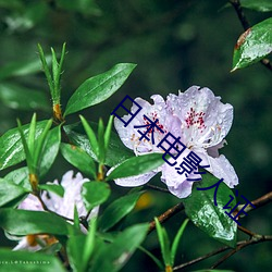 日本电影人证(證)