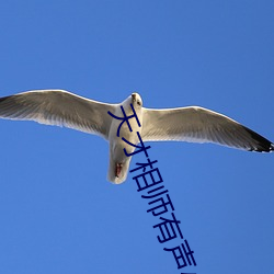 天才相师有声小说