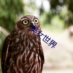美女世界 饱经世变）