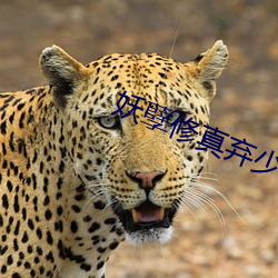 妖(妖)孽(孽)修真弃少小说