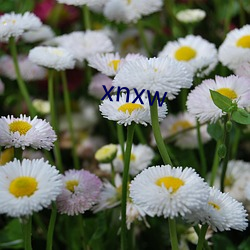 xnxw