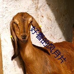 好看的风月片