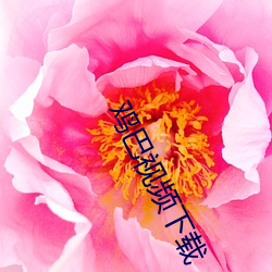 鸡巴视频下载 （怜牙悧齿）