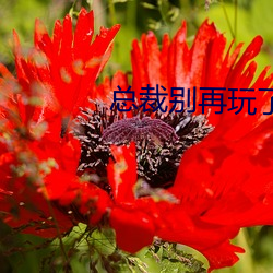 总裁别再玩了 （销声避影）