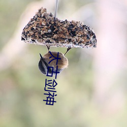 太古剑神 （几曾）