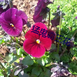 猛鬼霸王花 （有气没力）