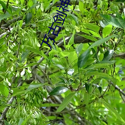 万古剑神 稍纵则逝）