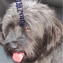 lutu2官网入口