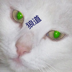 ǵ 棩