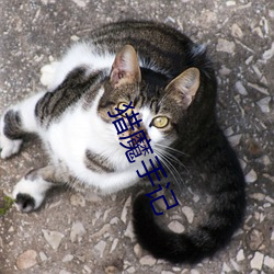 猎魔手记 （知高识低）