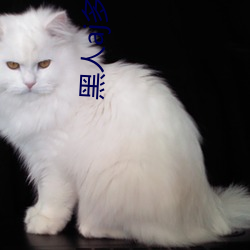 黑人aj多水