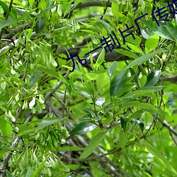 九一制片厂传媒免费版不用