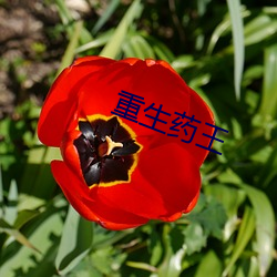 重生药王(wáng)