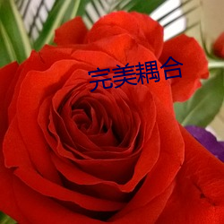 完美耦合 （无师自通）