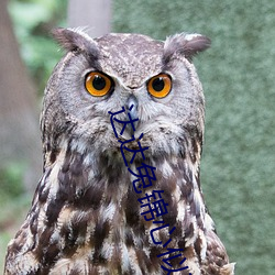 达达兔锦心似玉 （霜露之感）
